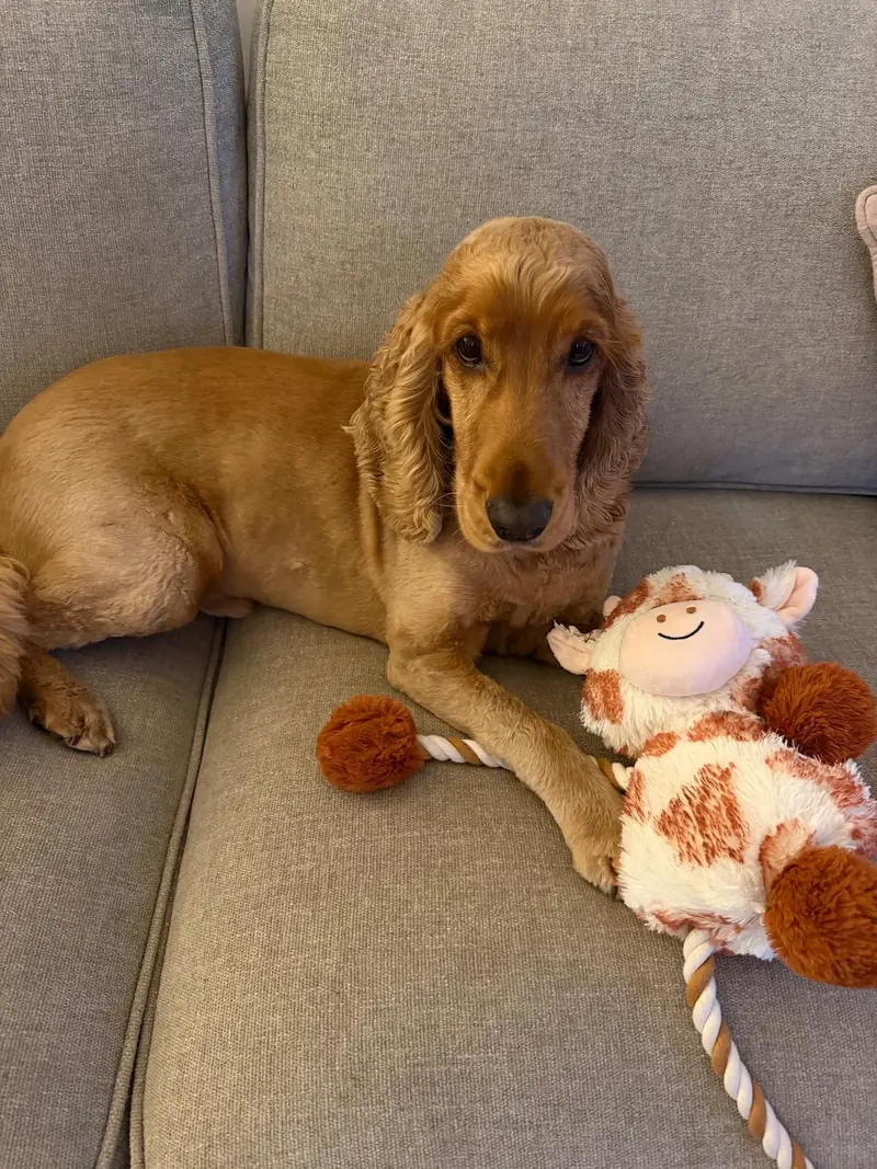 A golden spaniel resting on a grey sofa beside a soft toy.