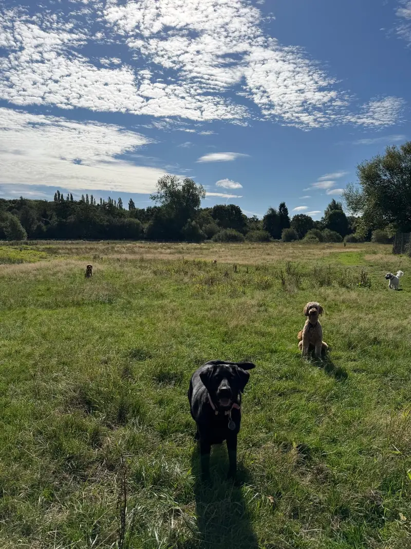A black dog in the foreground with other dogs exploring a grassy field beneath a blue sky.