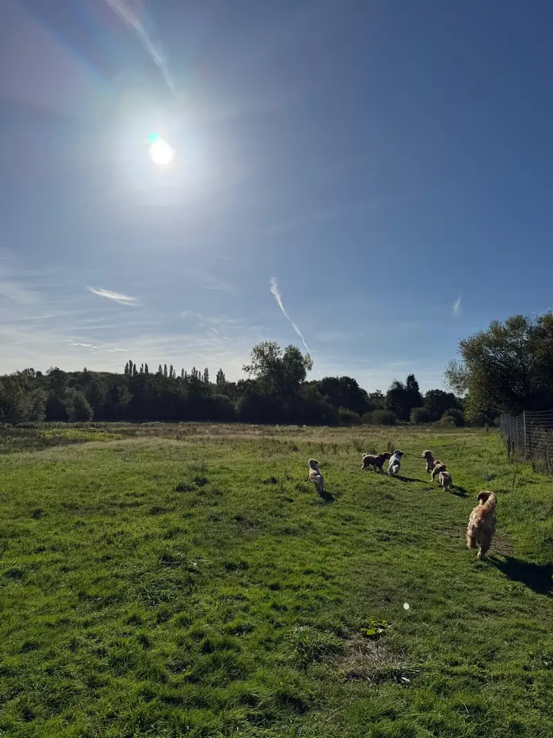 A group of dogs heading across a sunlit grassy field.